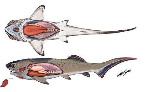 Placoderm .